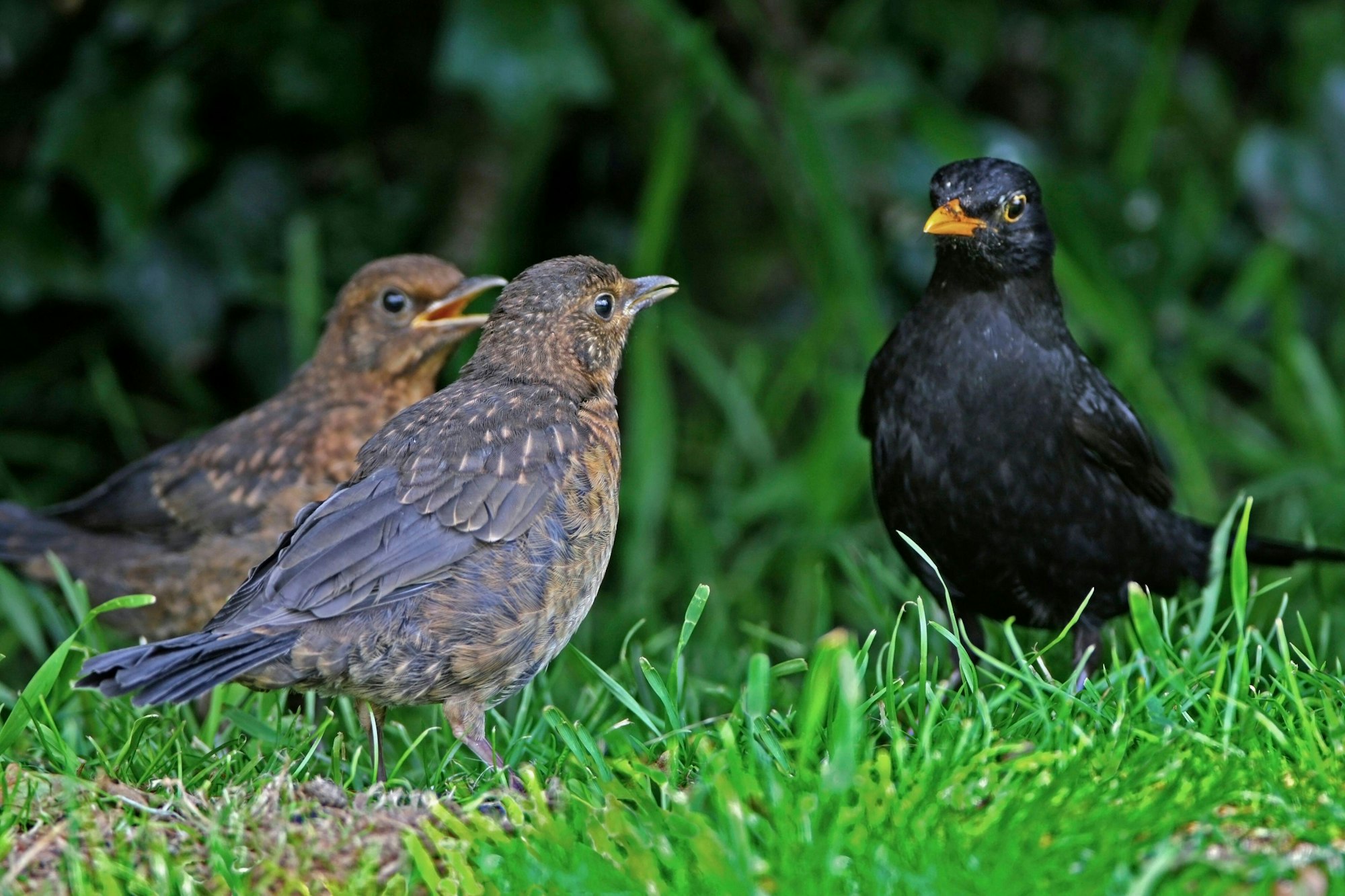 Three birds on grass, two brown and one black with an orange beak.