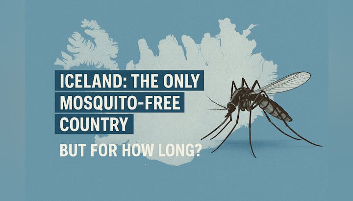 Map of Iceland, a mosquito, and text: "ICELAND: THE ONLY MOSQUITO-FREE COUNTRY BUT FOR HOW LONG?"