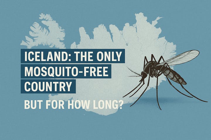 Map of Iceland, a mosquito, and text: "ICELAND: THE ONLY MOSQUITO-FREE COUNTRY BUT FOR HOW LONG?"
