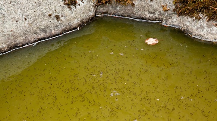 Small black tadpoles swimming in a greenish water pool surrounded by rocks.