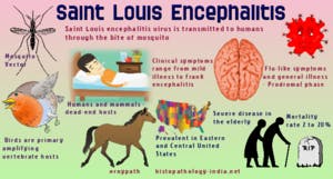 May contain: advertisement, poster, person, animal, horse, and mammal