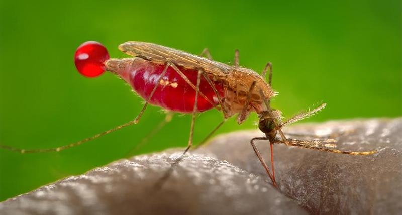 May contain: animal, insect, invertebrate, and mosquito