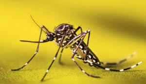 May contain: animal, insect, invertebrate, mosquito, bow, and weapon