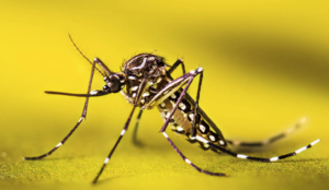 May contain: animal, insect, invertebrate, mosquito, bow, and weapon