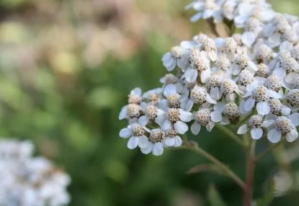 May contain: flower, petal, plant, daisy, anemone, and apiaceae