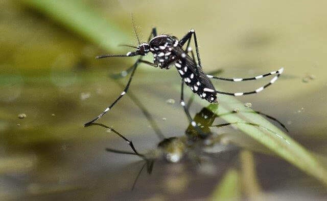 A mosquito with white-striped legs is resting on water, reflecting its image.