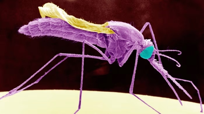 Colorized scanning electron micrograph of a mosquito.