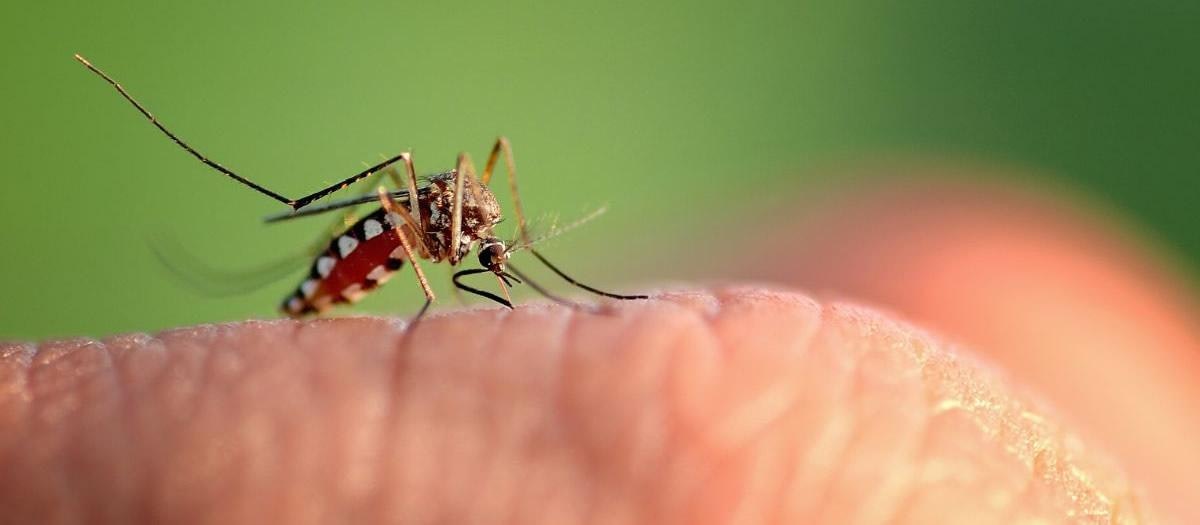 A mosquito on human skin.