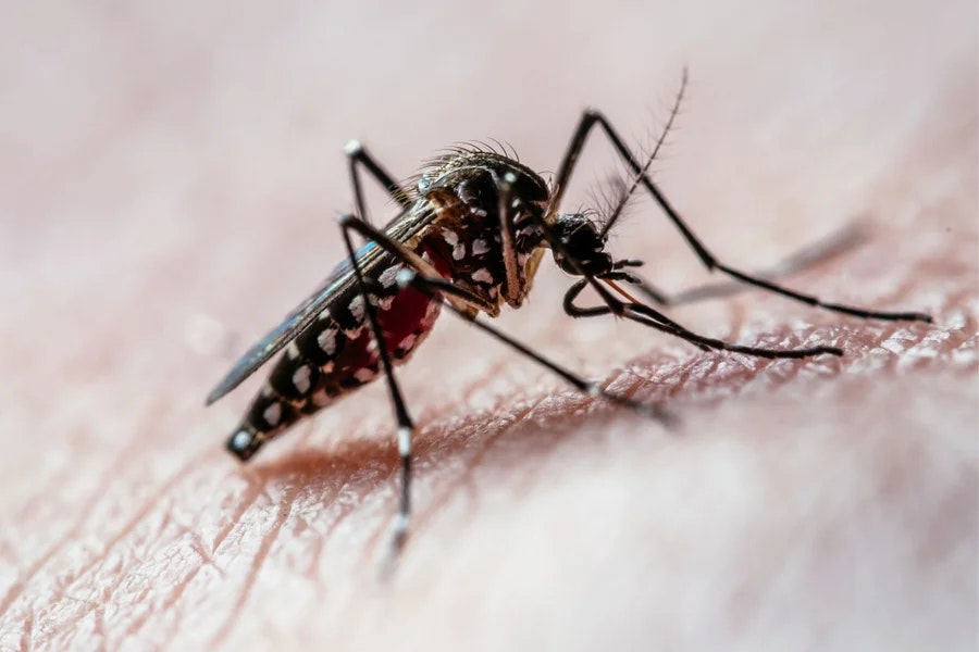 A close-up of a mosquito, with detailed focus on its body and legs, resting on human skin.