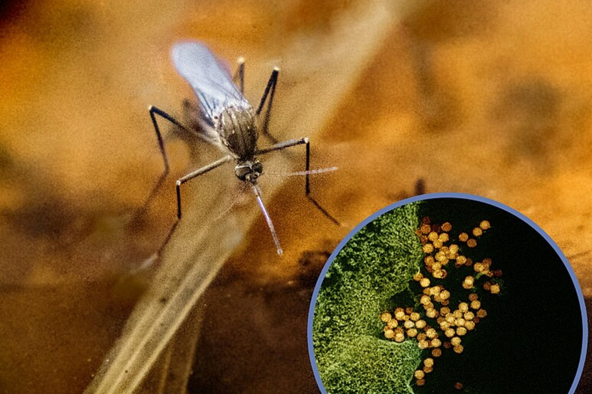 A mosquito with a magnified inset showing virus particles.