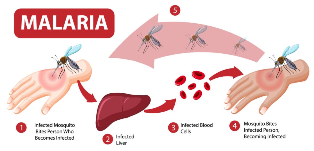 Diagram depicting the malaria transmission cycle: mosquito infection, liver infection, blood cell infection, mosquito reinfection.