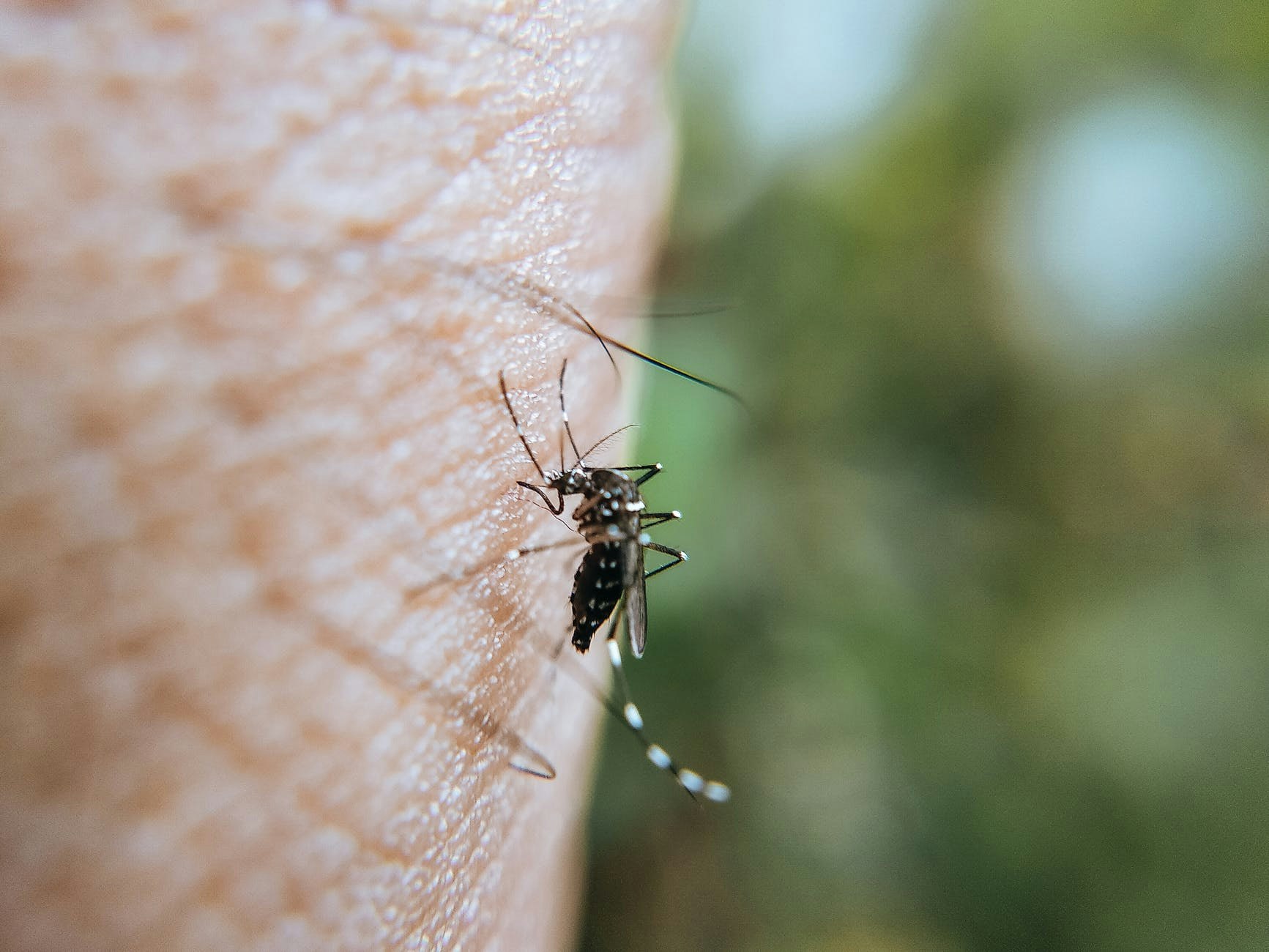 A mosquito on human skin.