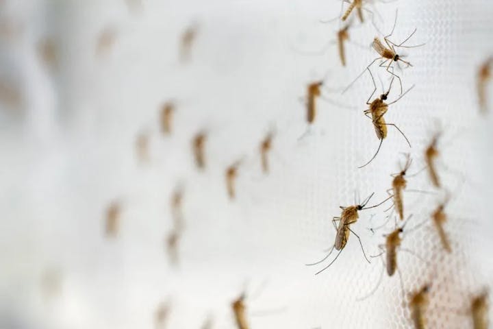 Mosquitoes on a white net surface.