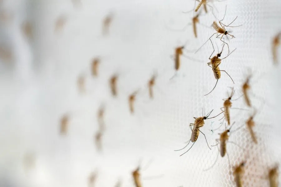 Mosquitoes on a white net surface.