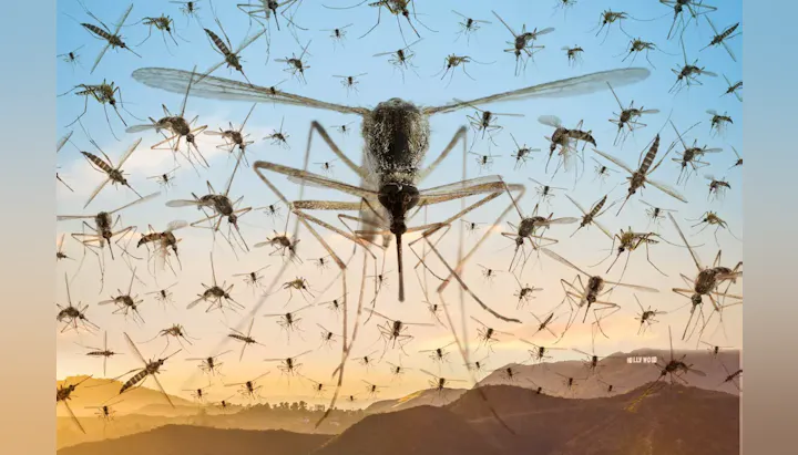 A swarm of large mosquitoes flies over a landscape with a distant view of the Hollywood sign.