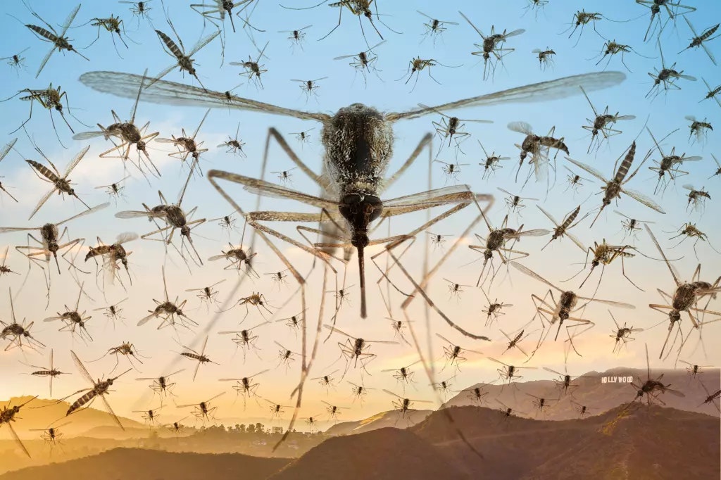 A swarm of large mosquitoes flies over a landscape with a distant view of the Hollywood sign.