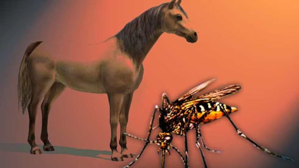 A horse and a close-up of a mosquito on an orange gradient background.