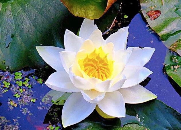 May contain: flower, plant, petal, lily, pond lily, and rose