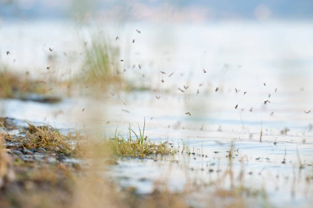 A lakeside scene with small flying insects hovering above the water and grass.