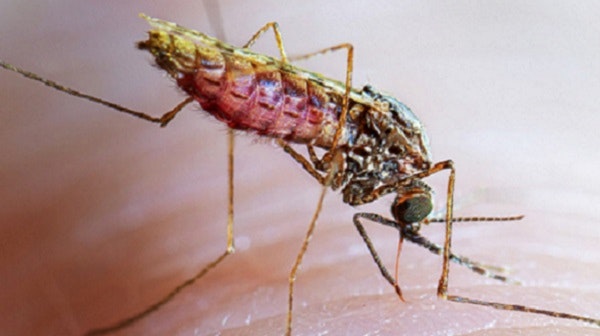 A close-up of a mosquito on human skin.