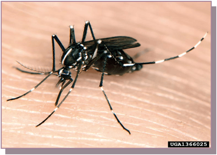 Close-up of a black mosquito with white stripes on human skin.