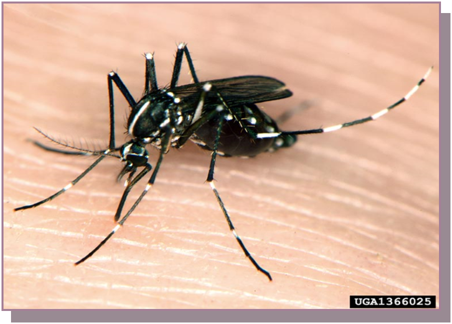 Close-up of a black mosquito with white stripes on human skin.