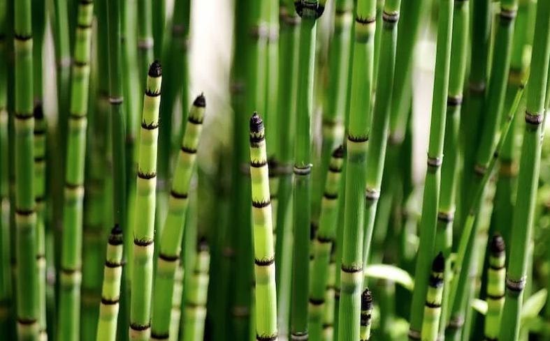 May contain: bamboo and plant