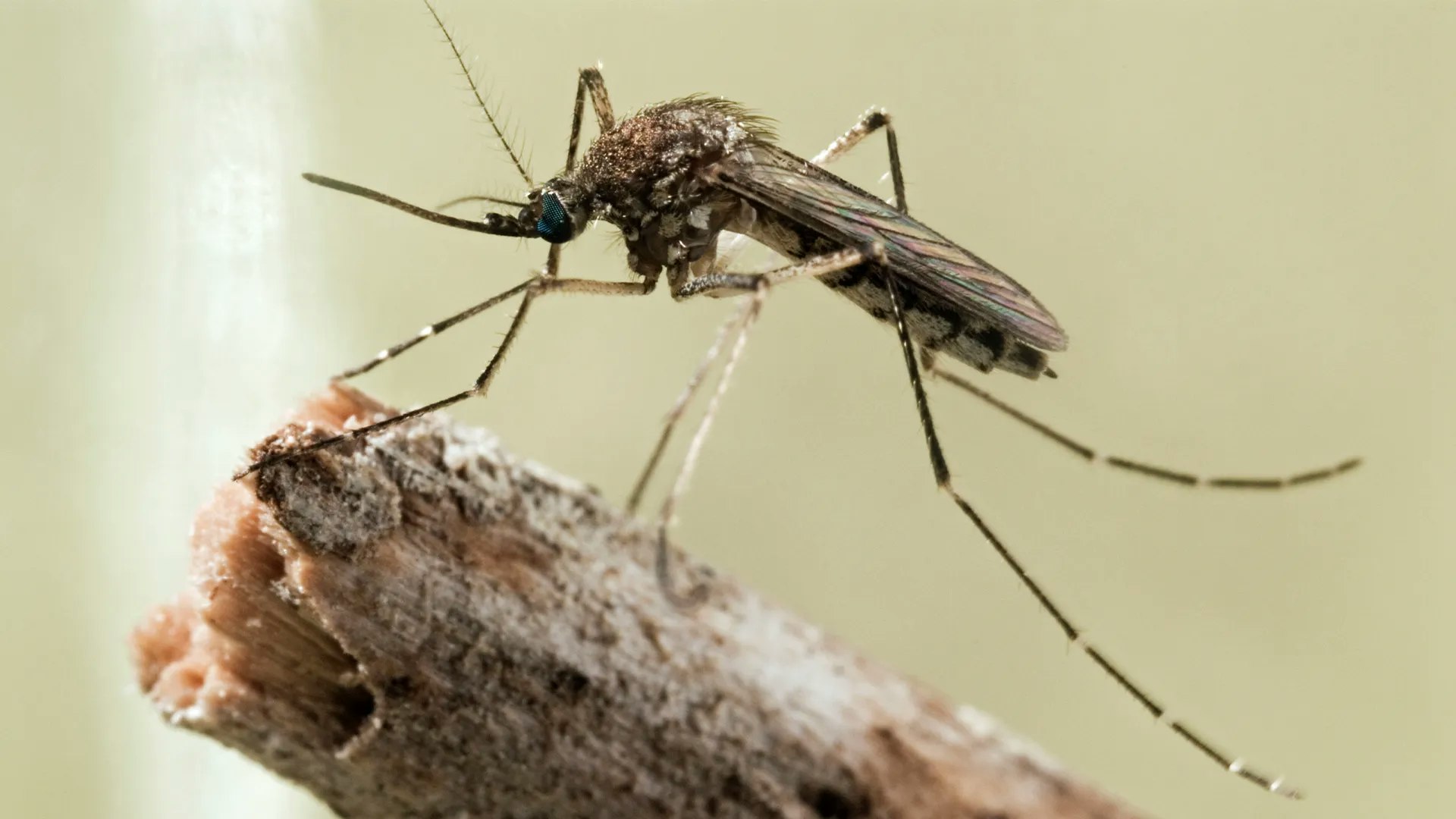 A close-up of a mosquito perched on a twig.