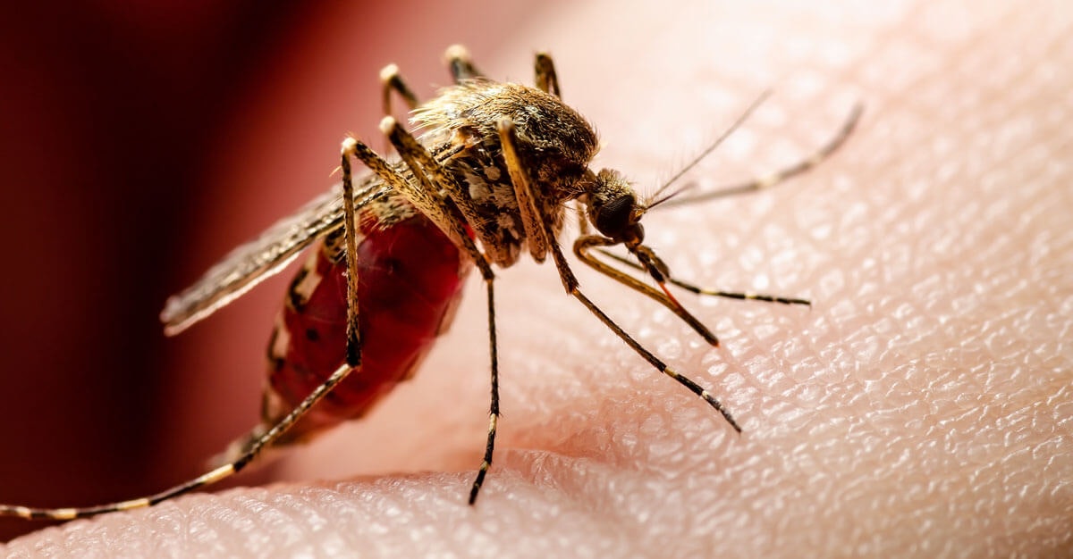Close-up of a mosquito feeding on human skin.