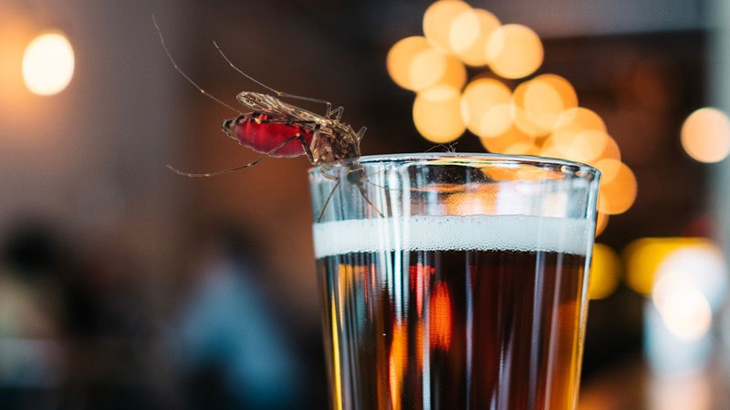 A mosquito on a glass of beer, with a bokeh background.