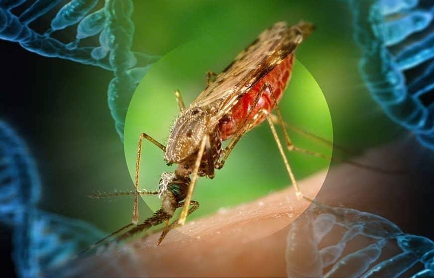 May contain: animal, insect, invertebrate, and mosquito