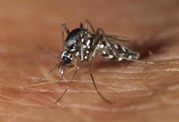 May contain: animal, insect, invertebrate, and mosquito