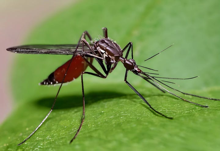 Close-up of a mosquito on a green leaf.
