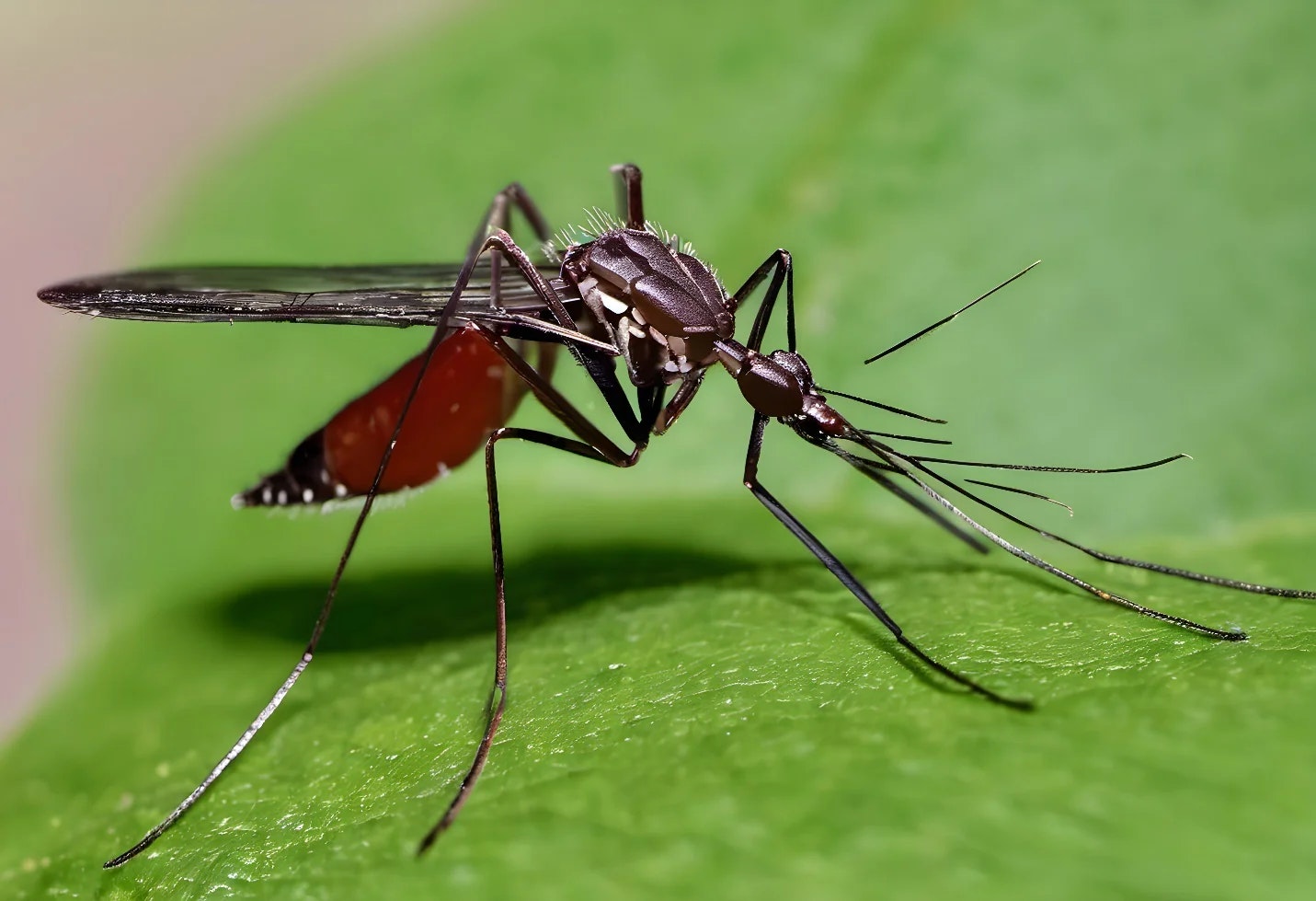 Close-up of a mosquito on a green leaf.