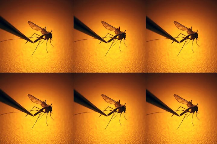 Six-panel image collage of a single mosquito perched on a surface with a warm yellow background.