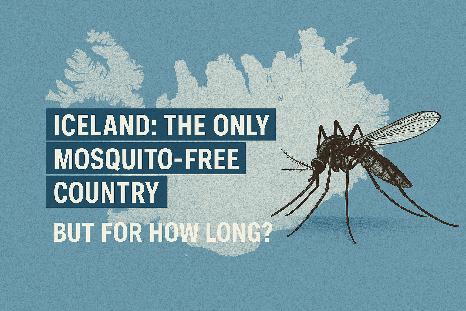Map of Iceland, mosquito image, text: "Iceland: the only mosquito-free country, but for how long?"