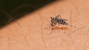 May contain: animal, insect, invertebrate, and mosquito