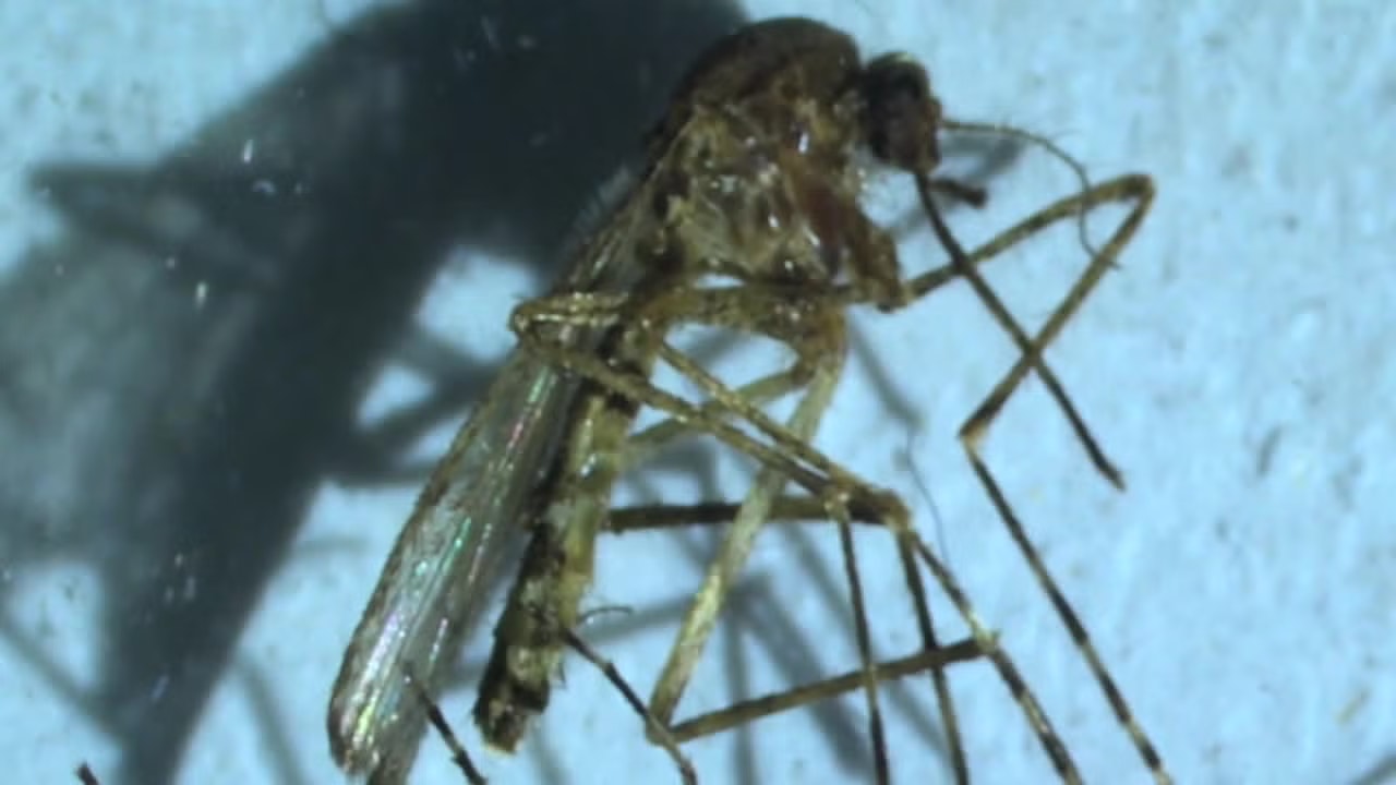 A close-up of a mosquito on a light surface, showing detailed wings and legs.