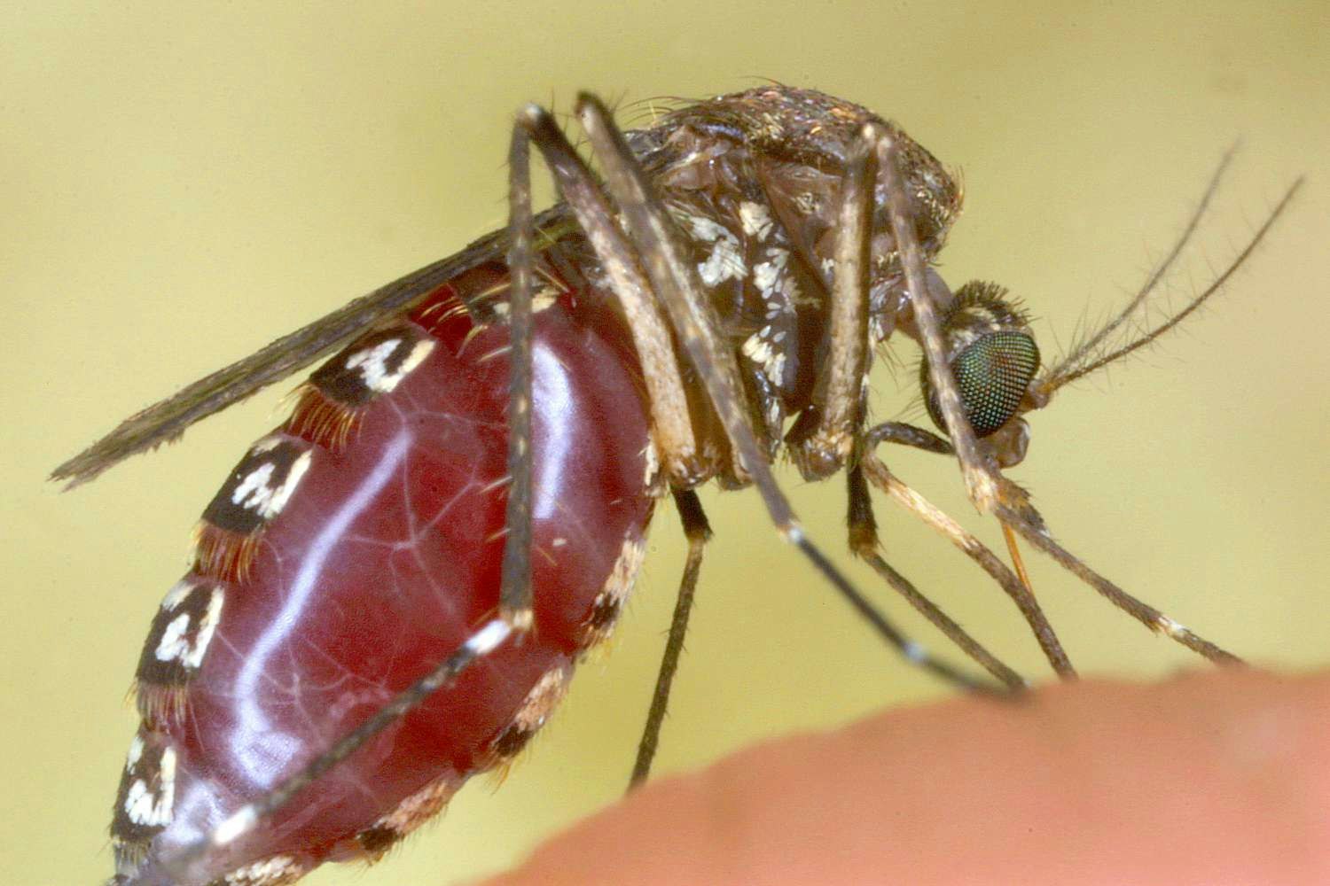 A close-up of a mosquito feeding on human skin, showing its proboscis and detailed body markings.