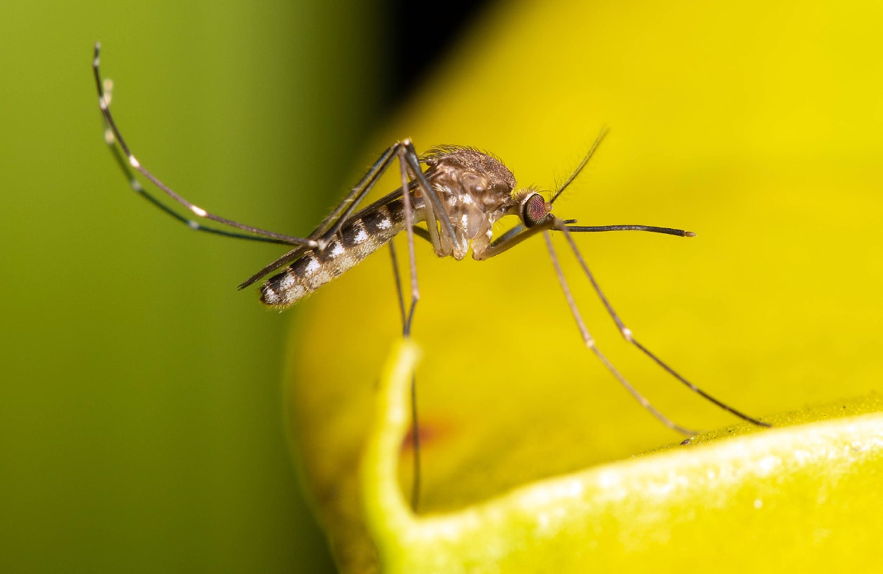 Close-up of a mosquito on a yellow surface, showcasing its slender body and proboscis.