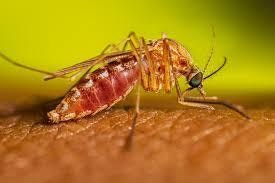 May contain: animal, insect, invertebrate, and mosquito
