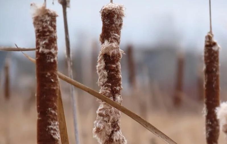 May contain: ice, nature, outdoors, weather, plant, and reed
