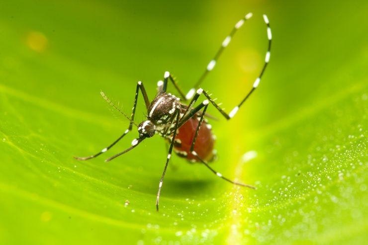 May contain: animal, invertebrate, spider, insect, and mosquito