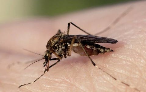A mosquito on human skin.