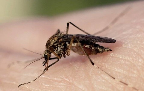 A mosquito on human skin.