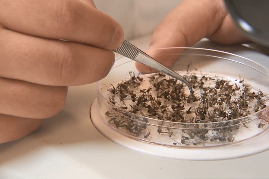 A hand with tweezers sorting dead flies on a petri dish.