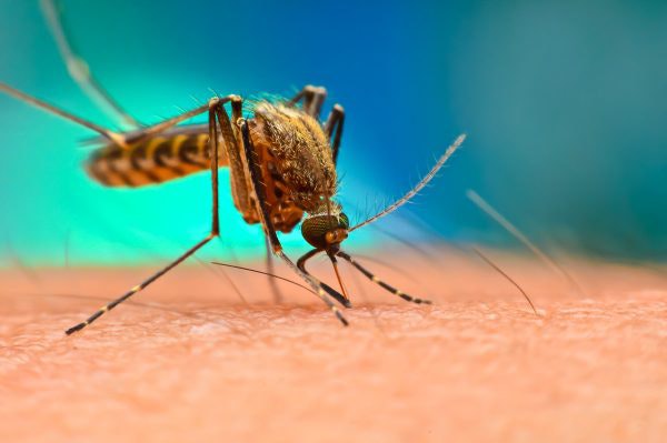 A close-up of a mosquito biting human skin.