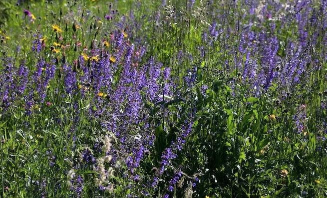 May contain: flower, plant, lupin, vegetation, lavender, field, grassland, nature, outdoors, purple, and grass
