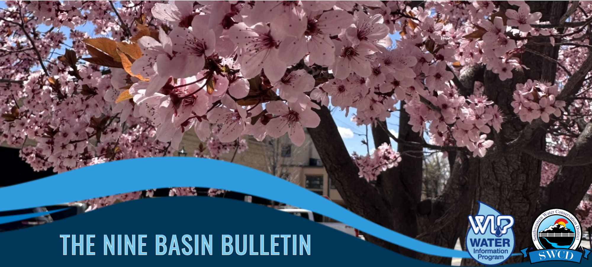 Pink cherry blossoms with "The Nine Basin Bulletin" text, logos for Water Information Program and Southwestern Water Conservation District.