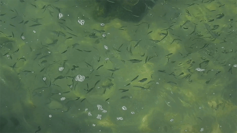The image shows a school of small fish swimming in clear, greenish water with some bubbles and underwater vegetation visible.
